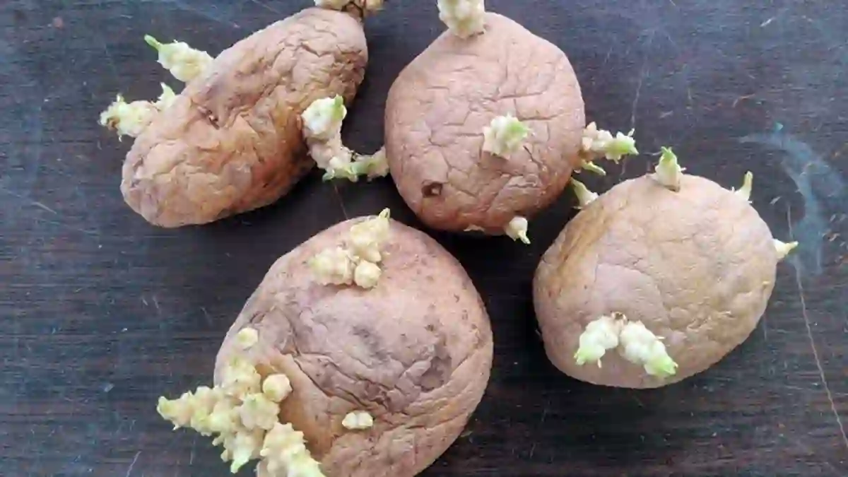 Save Potatoes and Onion from Sprouting of Kitchen Tips: घर में रखे आलू-प्याज हो जाते हैं अंकुरित? अपनाएं ये टिप्स